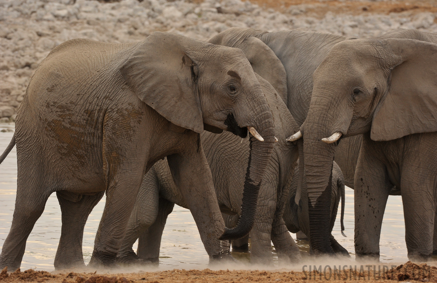 Loxodonta africana [400 mm, 1/200 sec at f / 9.0, ISO 1000]